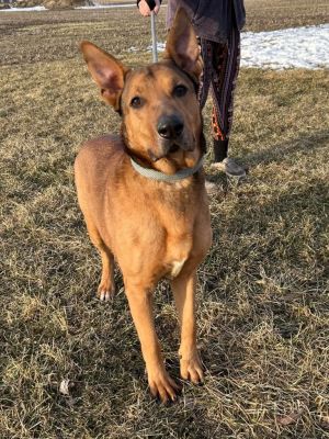 Scoobie, Adult Male Shepherd