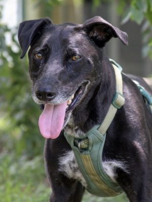 Super Max, Adult Male unknown