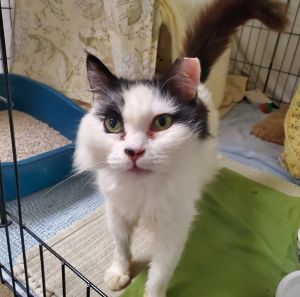 Squeek, Senior Female Domestic Short Hair