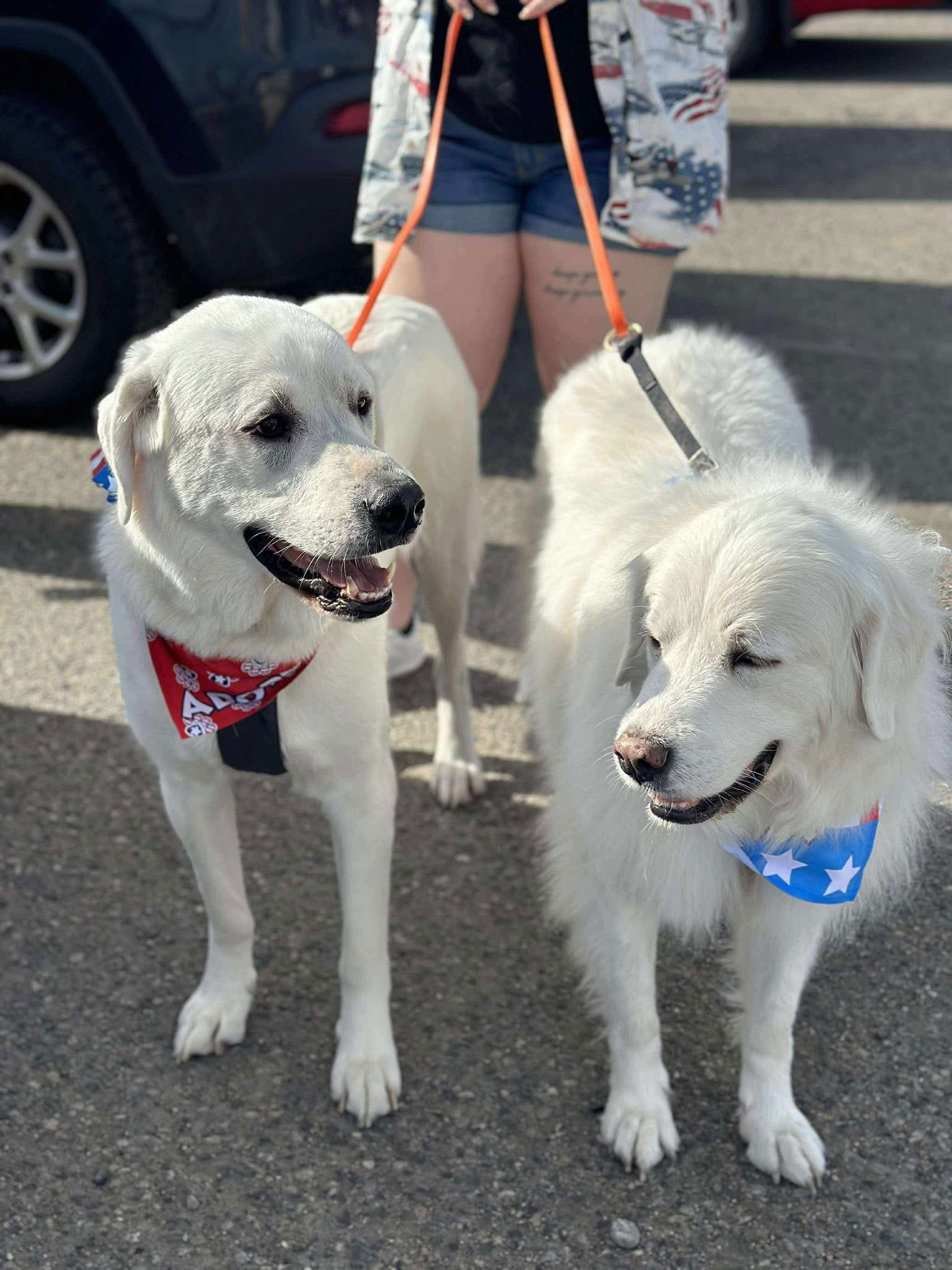 Zack, an adoptable Akbash in Bountiful, UT, 84010 | Photo Image 1