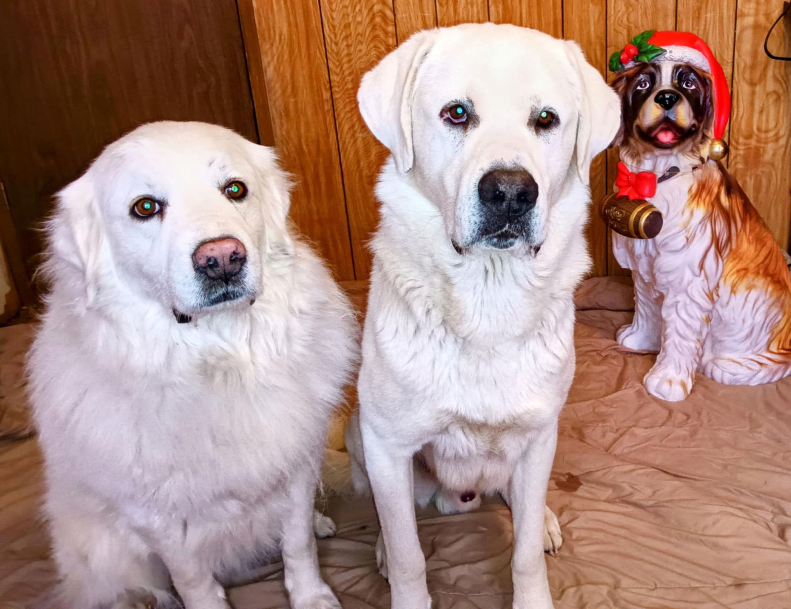 Zack, an adoptable Akbash in Bountiful, UT, 84010 | Photo Image 2