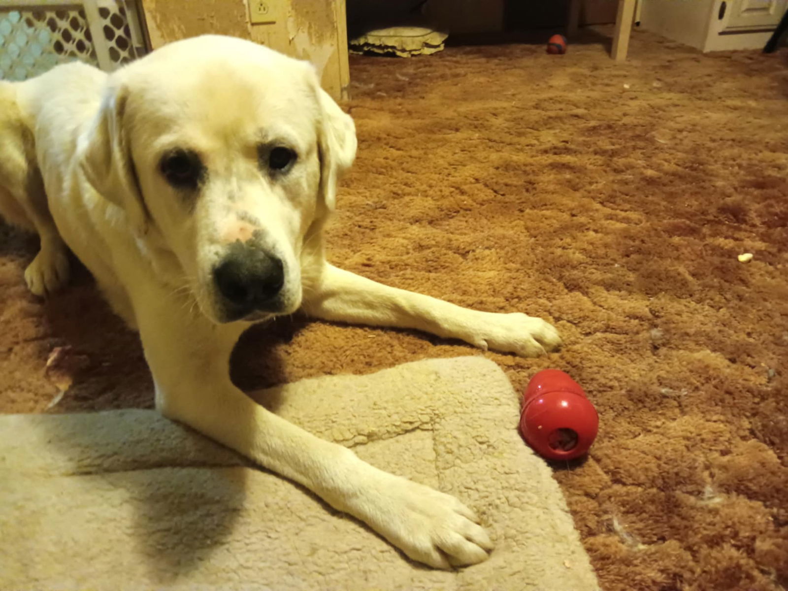 Zack, an adoptable Akbash in Bountiful, UT, 84010 | Photo Image 3