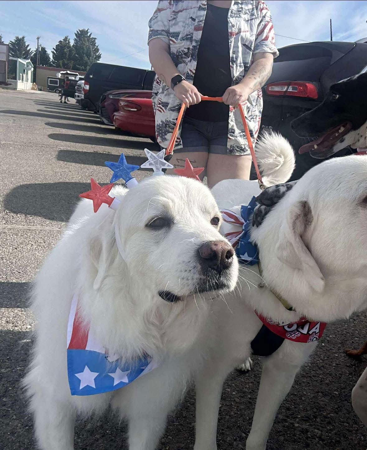 Lucy, an adoptable Great Pyrenees in Bountiful, UT, 84010 | Photo Image 1