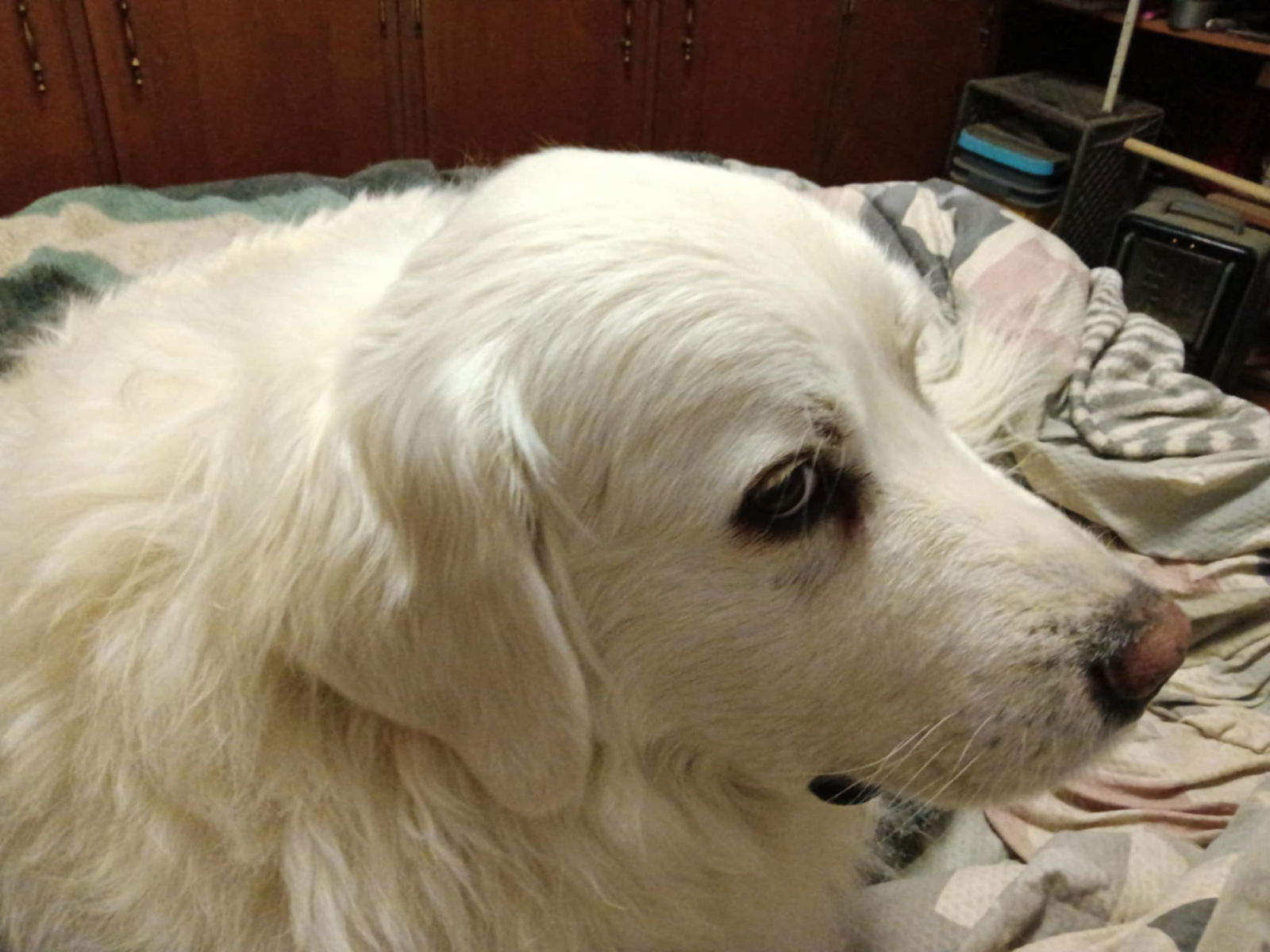 Lucy, an adoptable Great Pyrenees in Bountiful, UT, 84010 | Photo Image 2