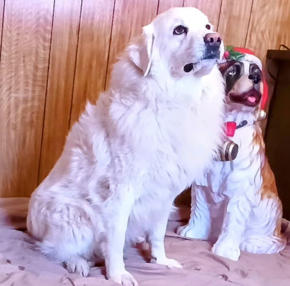 Lucy, an adoptable Great Pyrenees in Bountiful, UT, 84010 | Photo Image 2