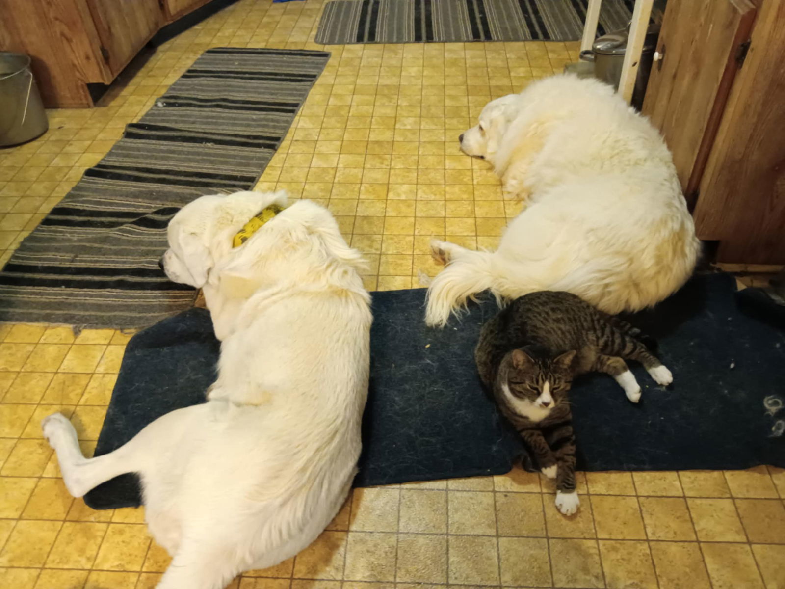 Lucy, an adoptable Great Pyrenees in Bountiful, UT, 84010 | Photo Image 3