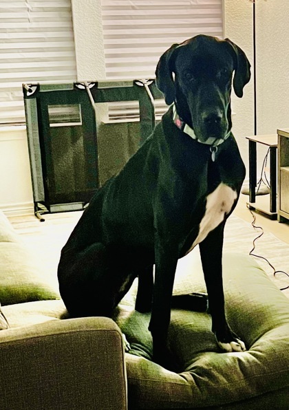 Pantera