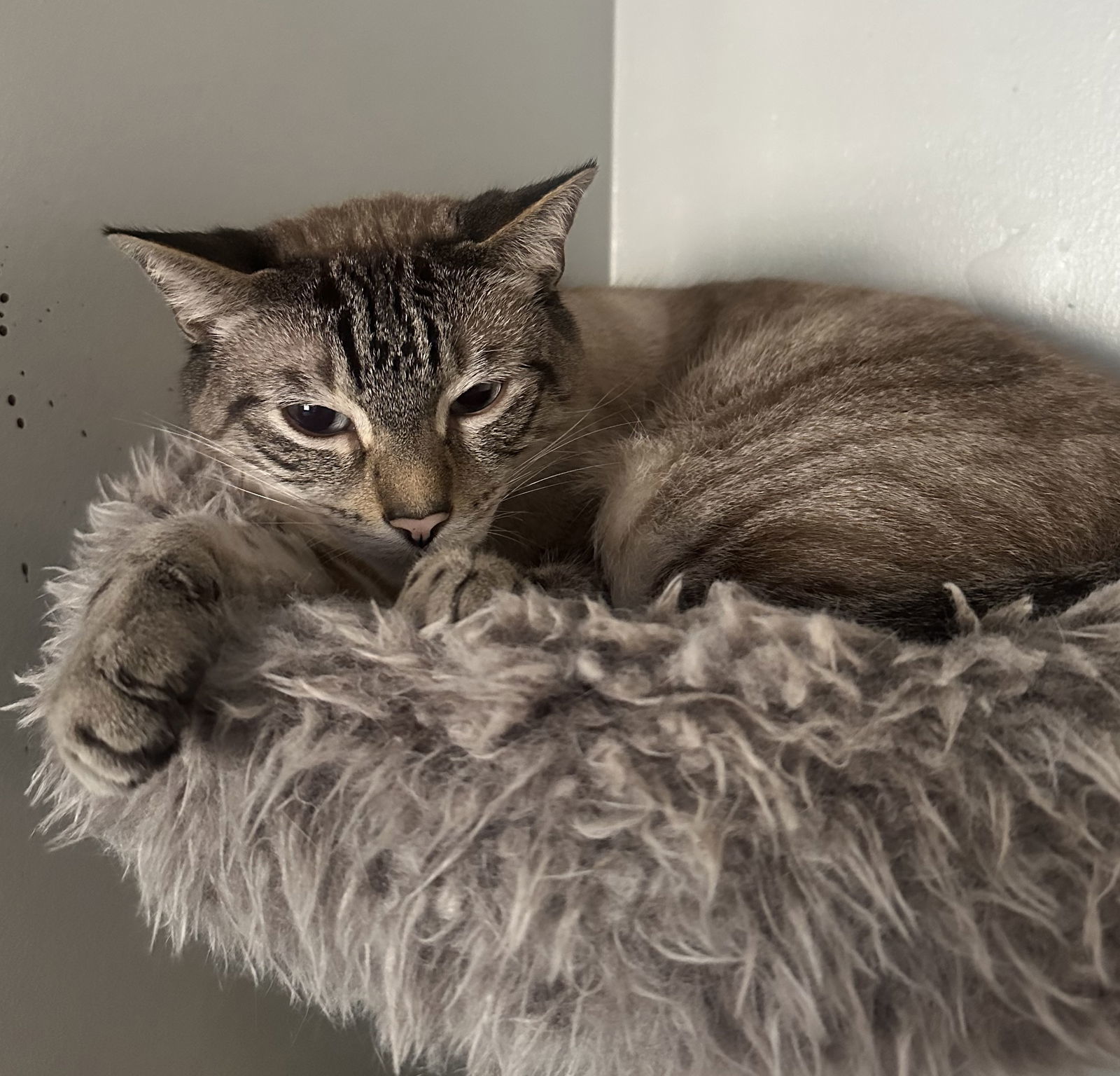 Milo, an adoptable Burmese in Oakland Park, FL, 33334 | Photo Image 3