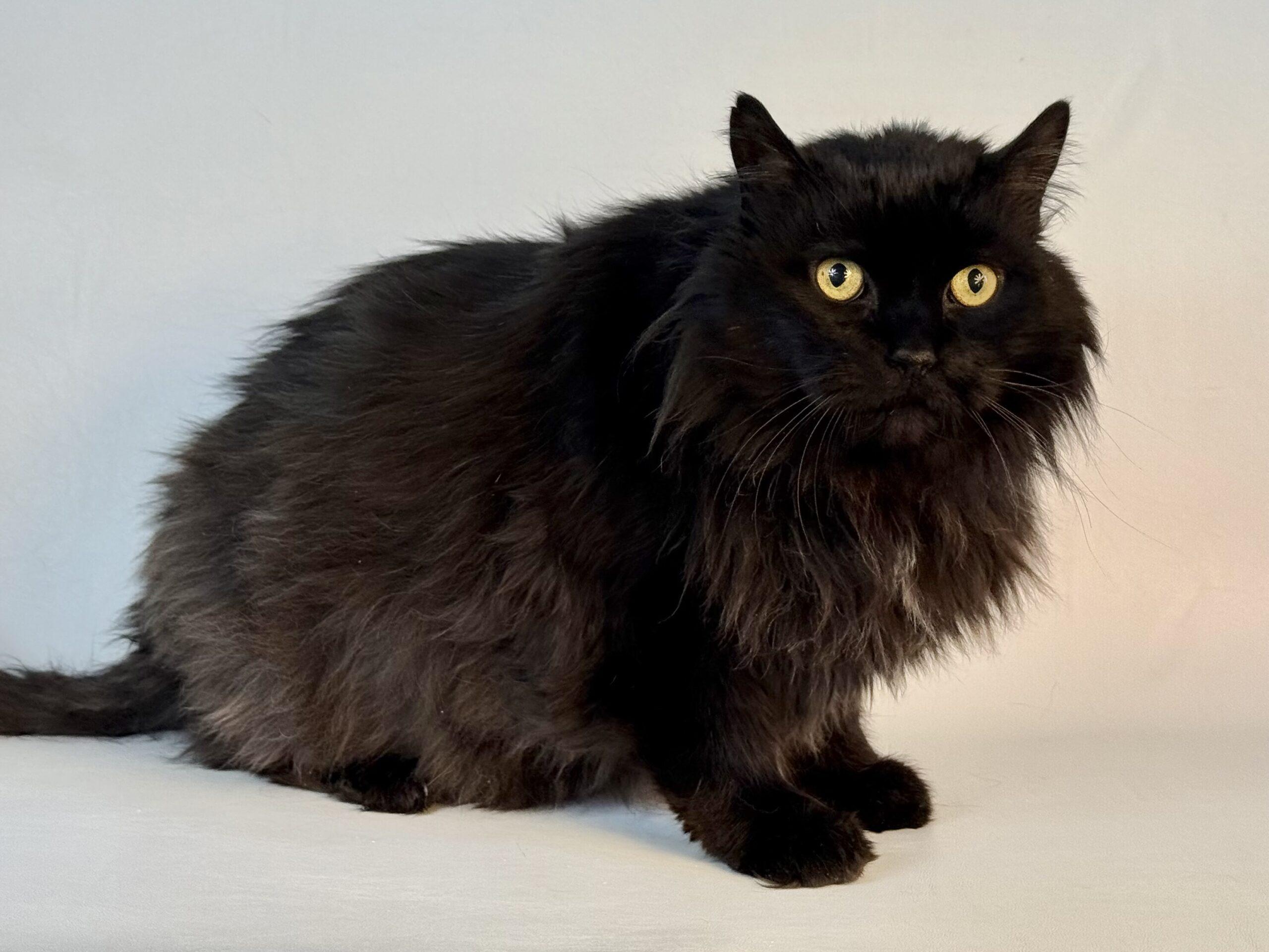 Romeo, an adoptable Domestic Long Hair in Dillon, MT, 59725 | Photo Image 1