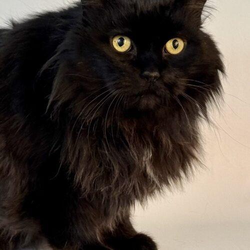 Romeo, an adoptable Domestic Long Hair in Dillon, MT, 59725 | Photo Image 2