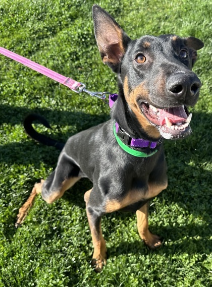 Scout