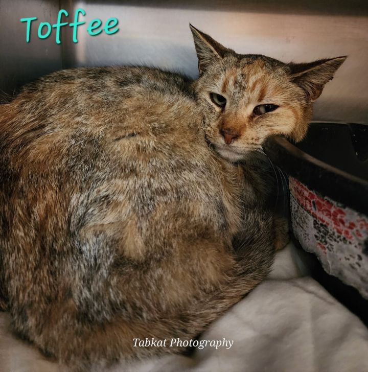 Toffee 1