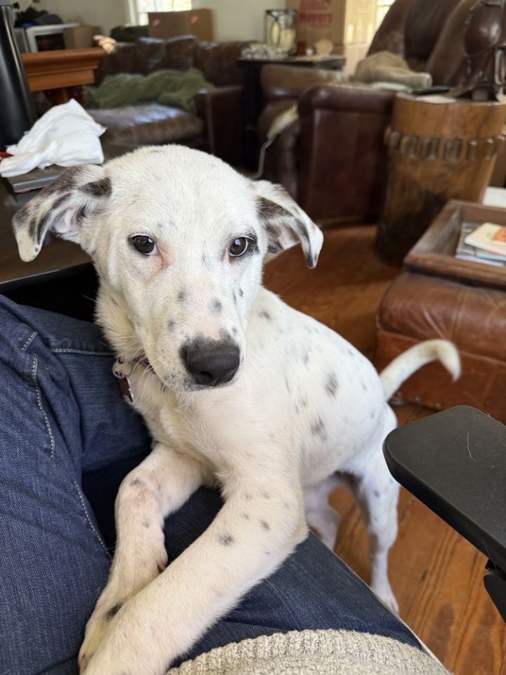Pup Elsa 1