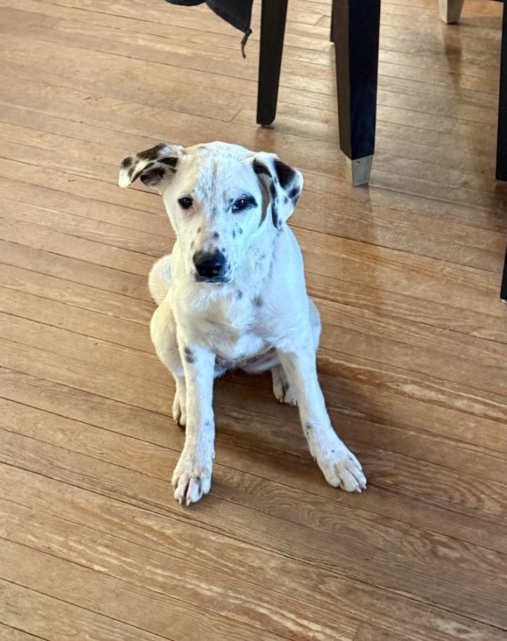 Pup Elsa 2