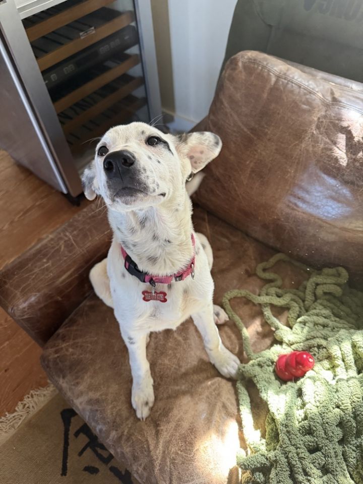 Pup Elsa 3