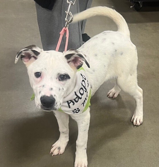 Pup Elsa 4