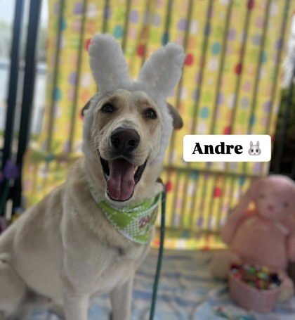 Andre 1