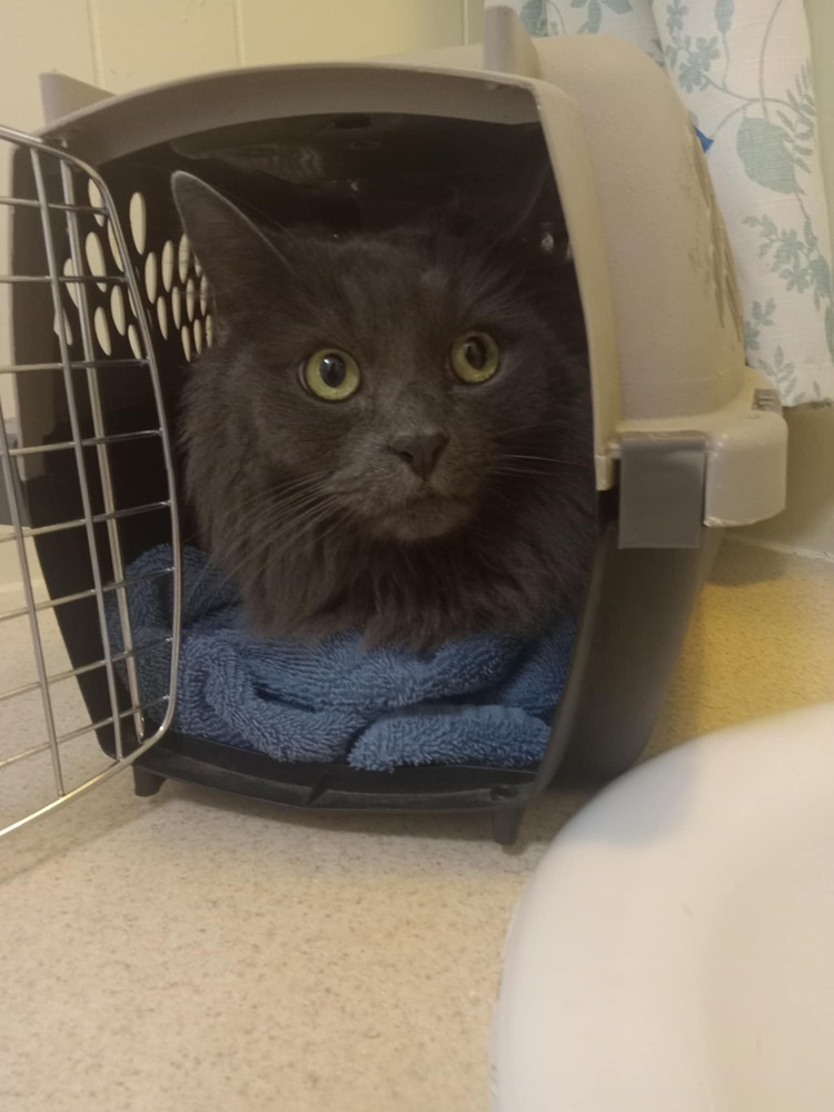 Puddles, an adoptable Nebelung in Calimesa, CA, 92320 | Photo Image 1