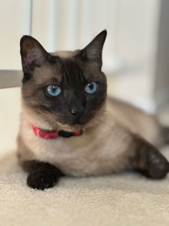 Miso
