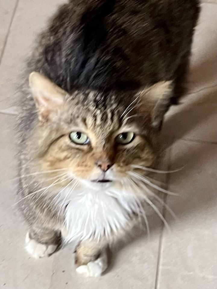 Mufasa 4