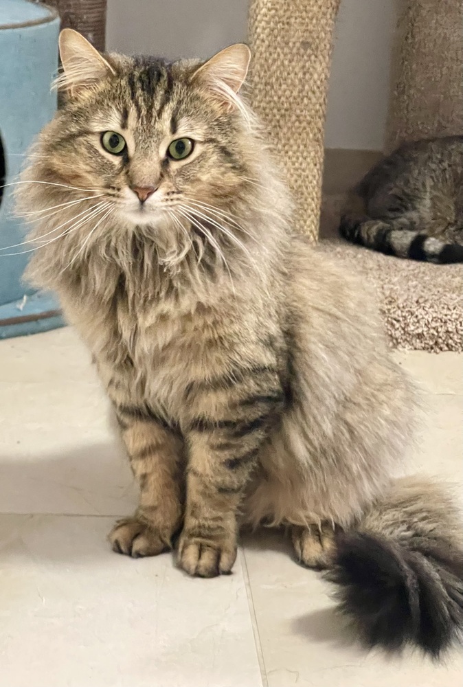 Simba 1