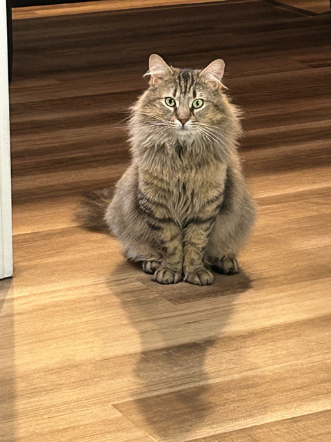 Simba 3