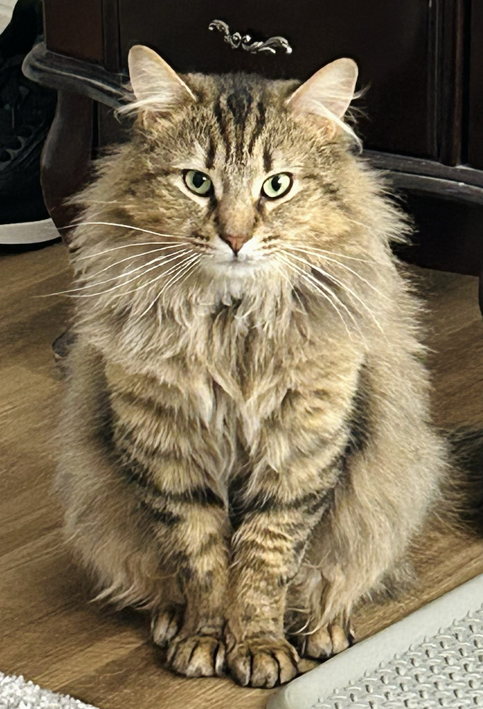 Simba 4