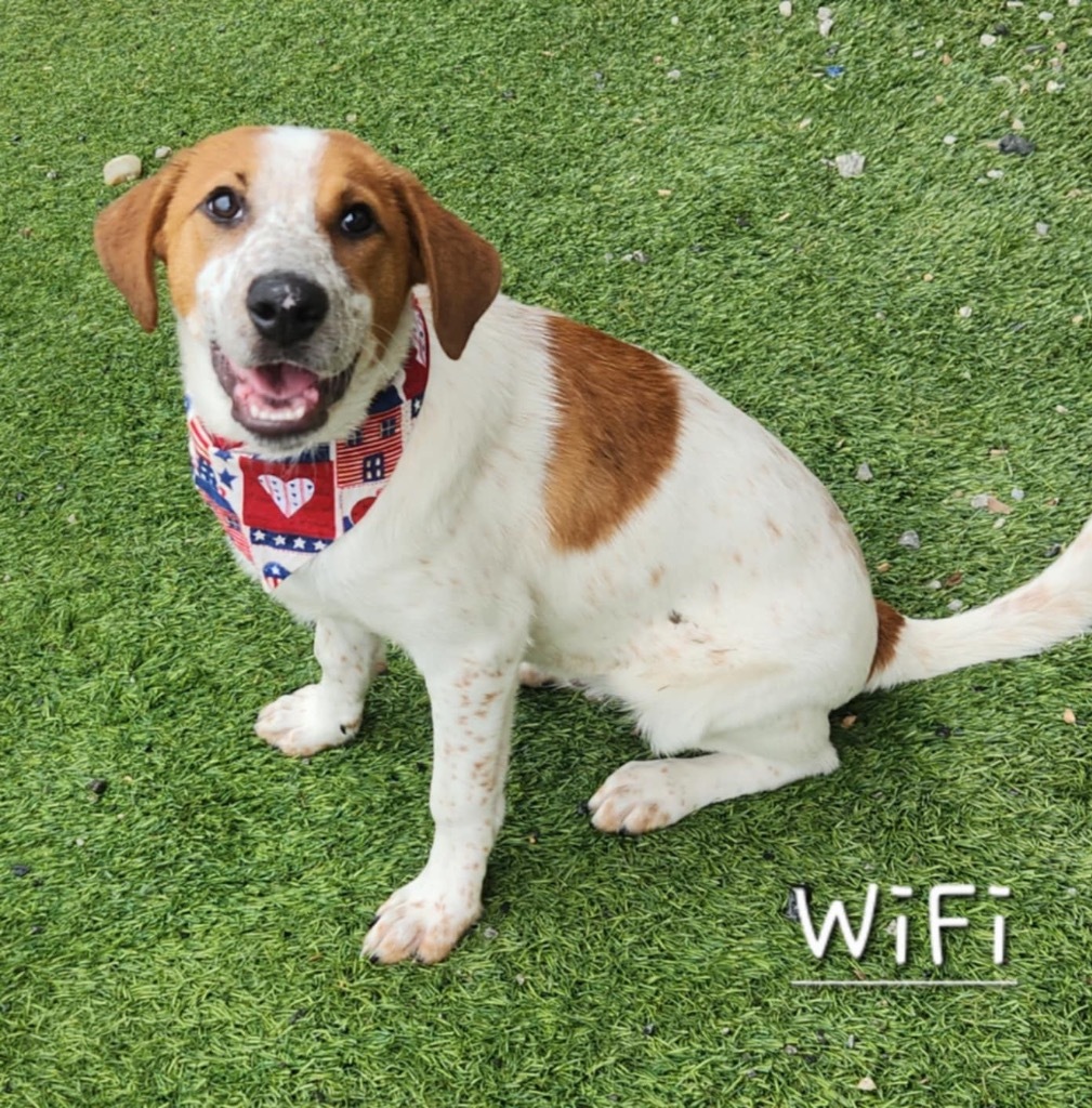 WiFi