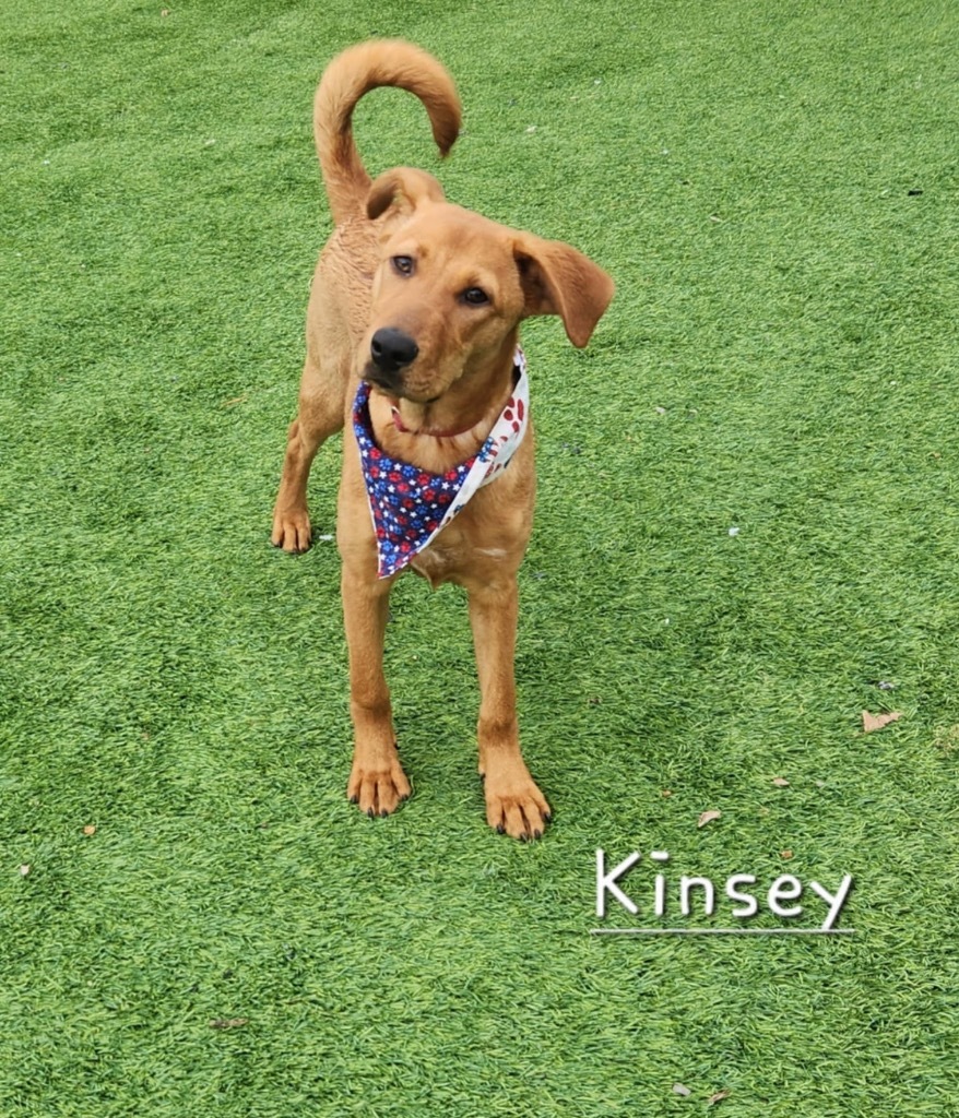 Kinsey