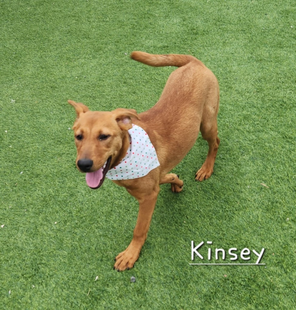 Kinsey