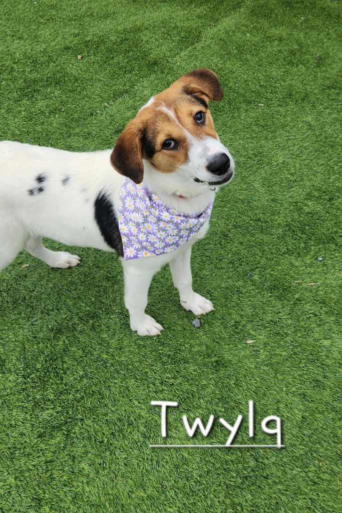 Twyla