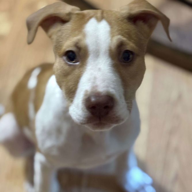 Eli