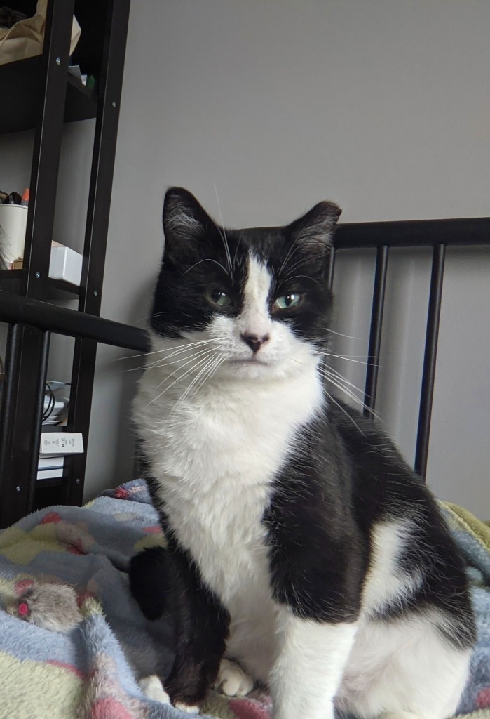 Snoopy FIV+ 1