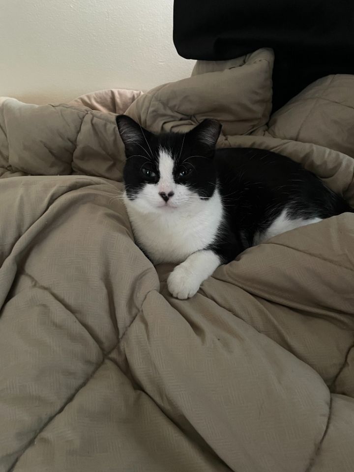 Snoopy FIV+ 2