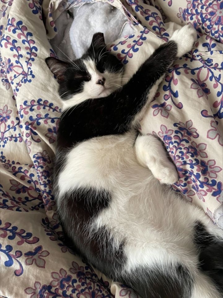 Snoopy FIV+ 3