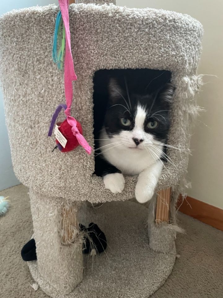 Snoopy FIV+ 4