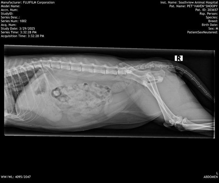 Snoopy FIV+ 5