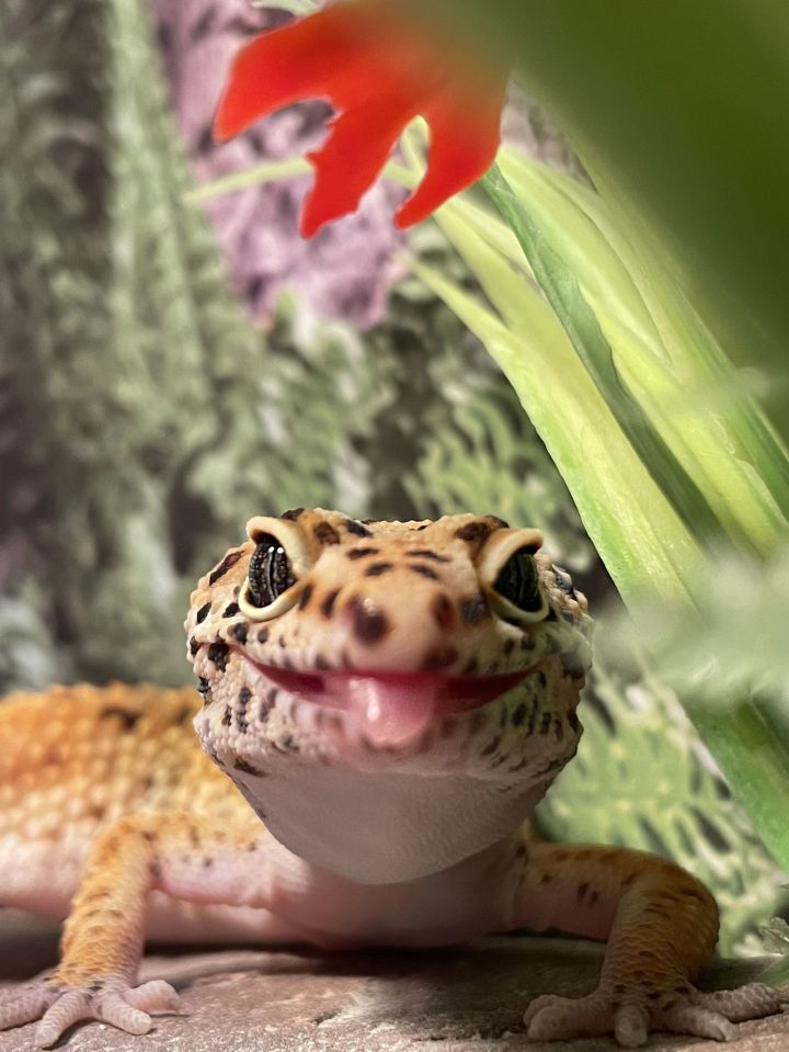 Leopard gecko 1