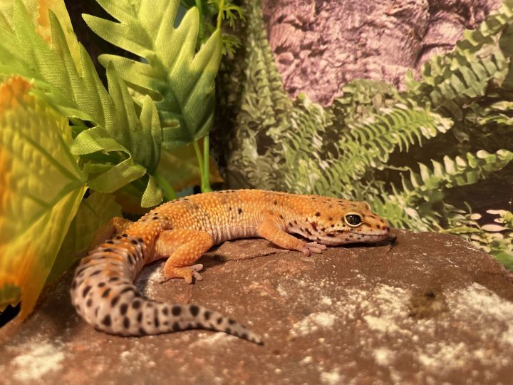 Leopard gecko 2