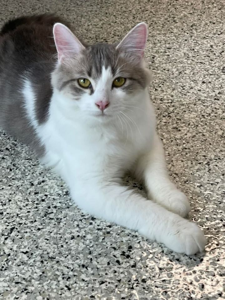 QUINN Kitty 1
