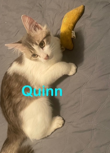 QUINN Kitty 2