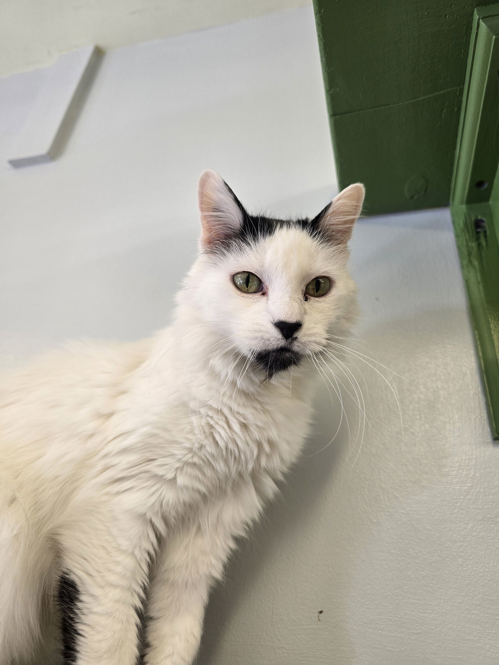 Stubby, an adoptable Manx, Domestic Short Hair in Evergreen, CO, 80437 | Photo Image 1