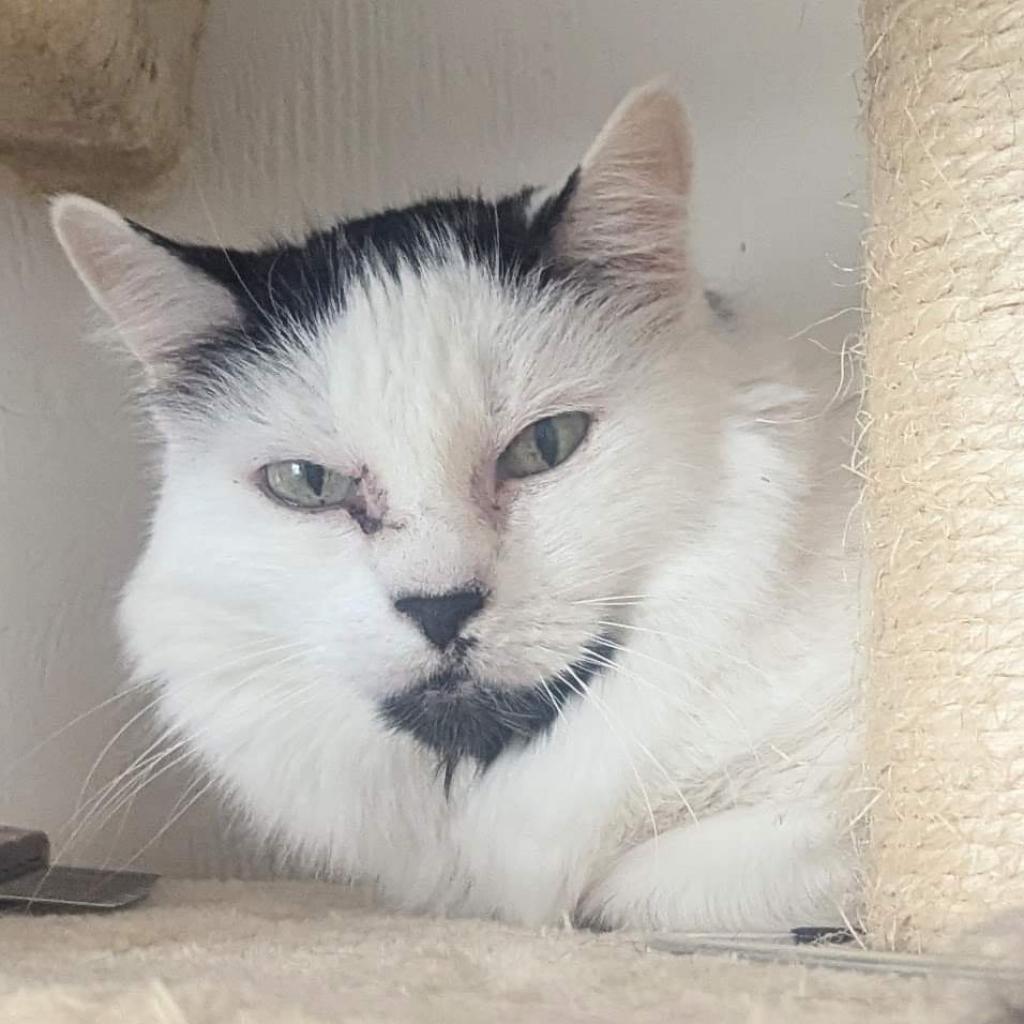 Stubby, an adoptable Manx, Domestic Short Hair in Evergreen, CO, 80437 | Photo Image 2