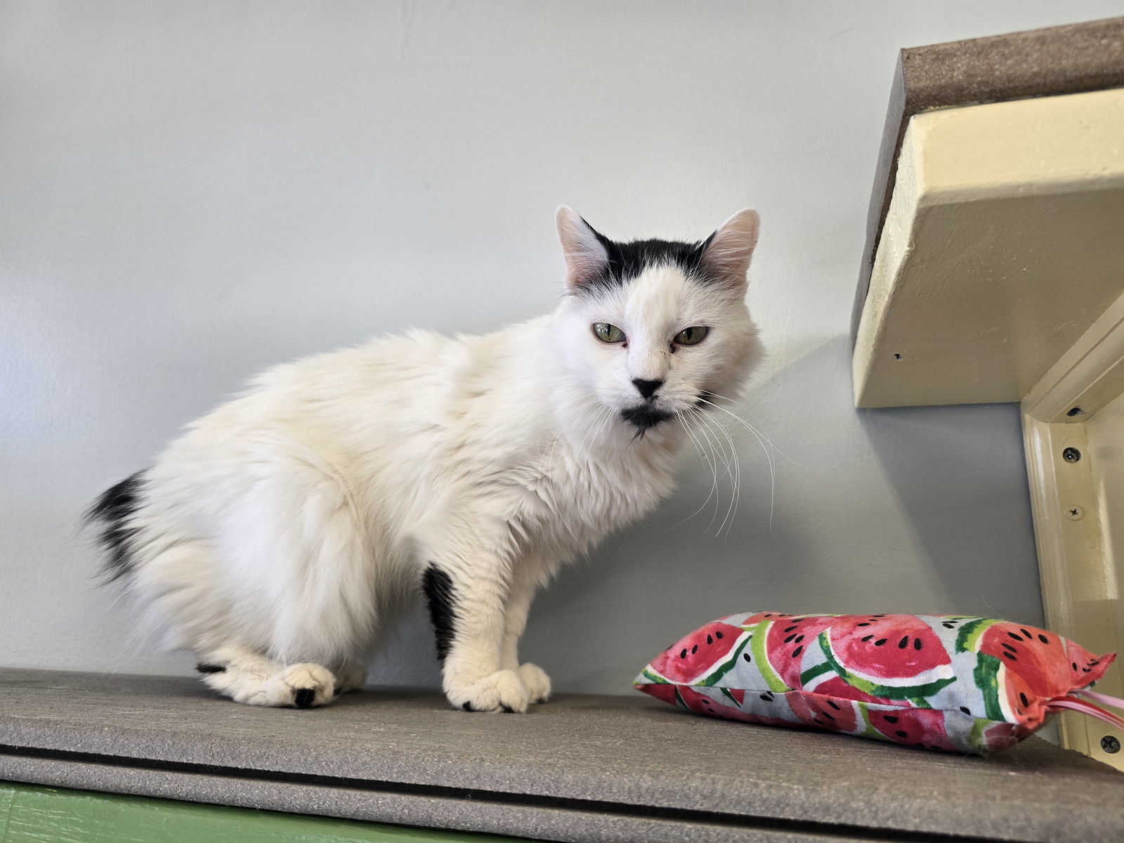 Stubby, an adoptable Manx, Domestic Short Hair in Evergreen, CO, 80437 | Photo Image 3