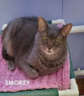 Smokey, an adoptable Domestic Long Hair in Evergreen, CO, 80437 | Photo Image 1