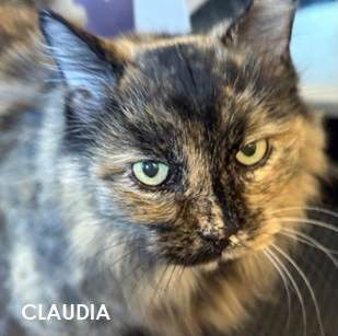Claudia, an adoptable Domestic Long Hair in Evergreen, CO, 80437 | Photo Image 1