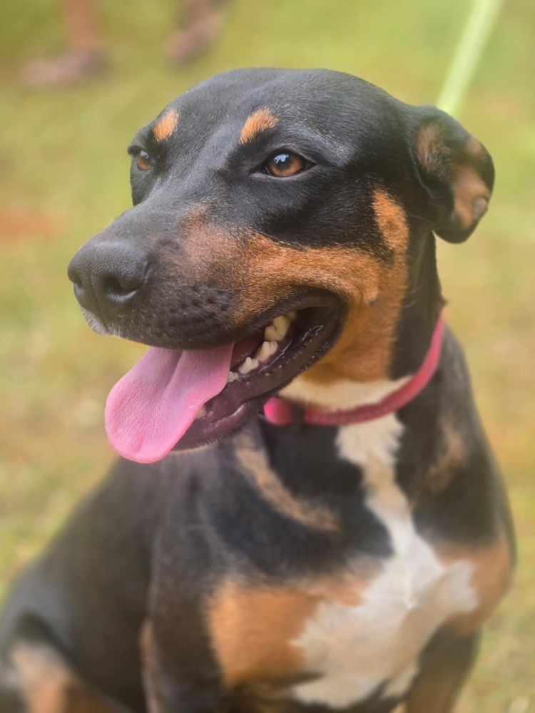 Layla Momma