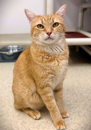 Bono, Adult Male Domestic Short Hair