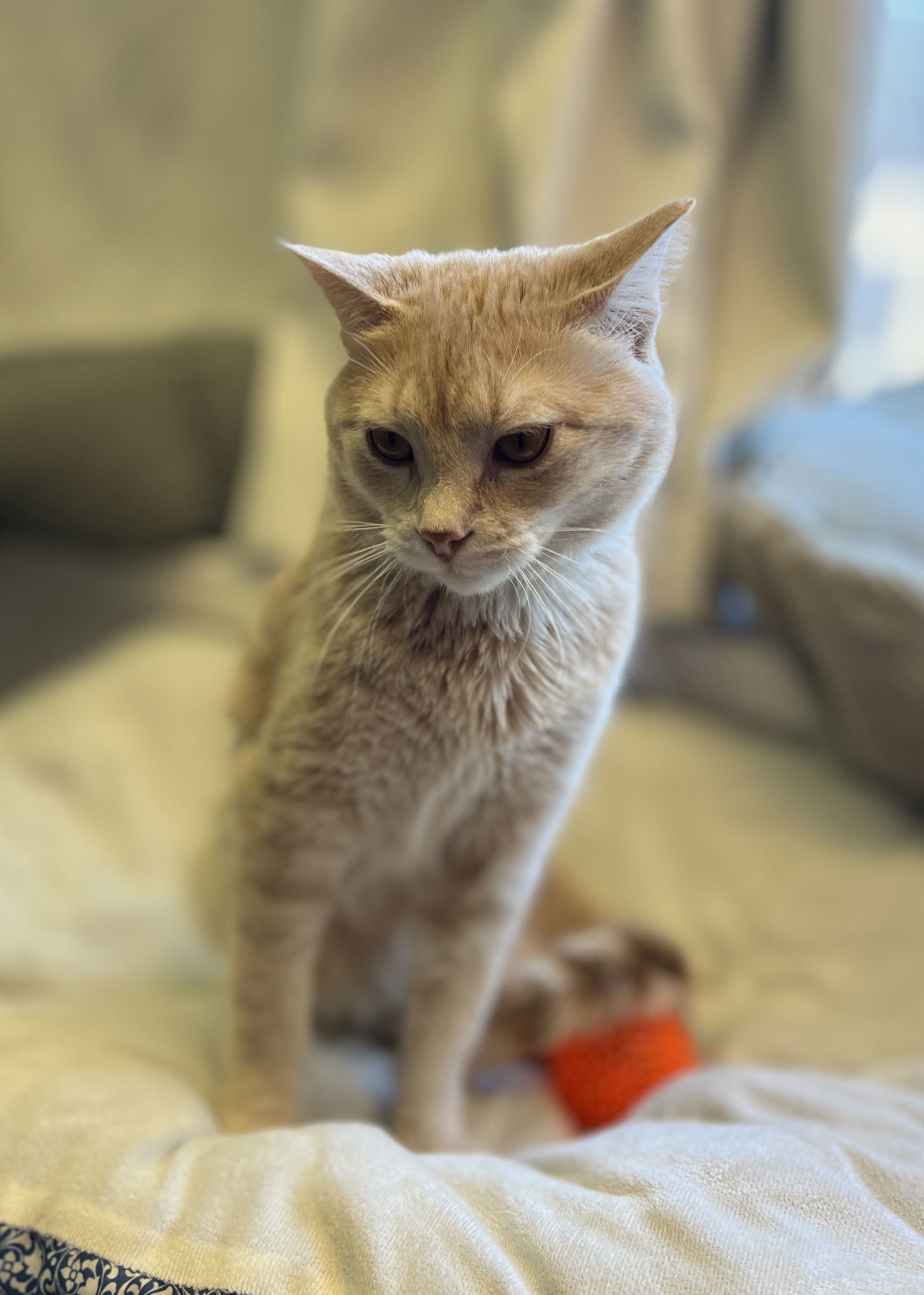 Chico