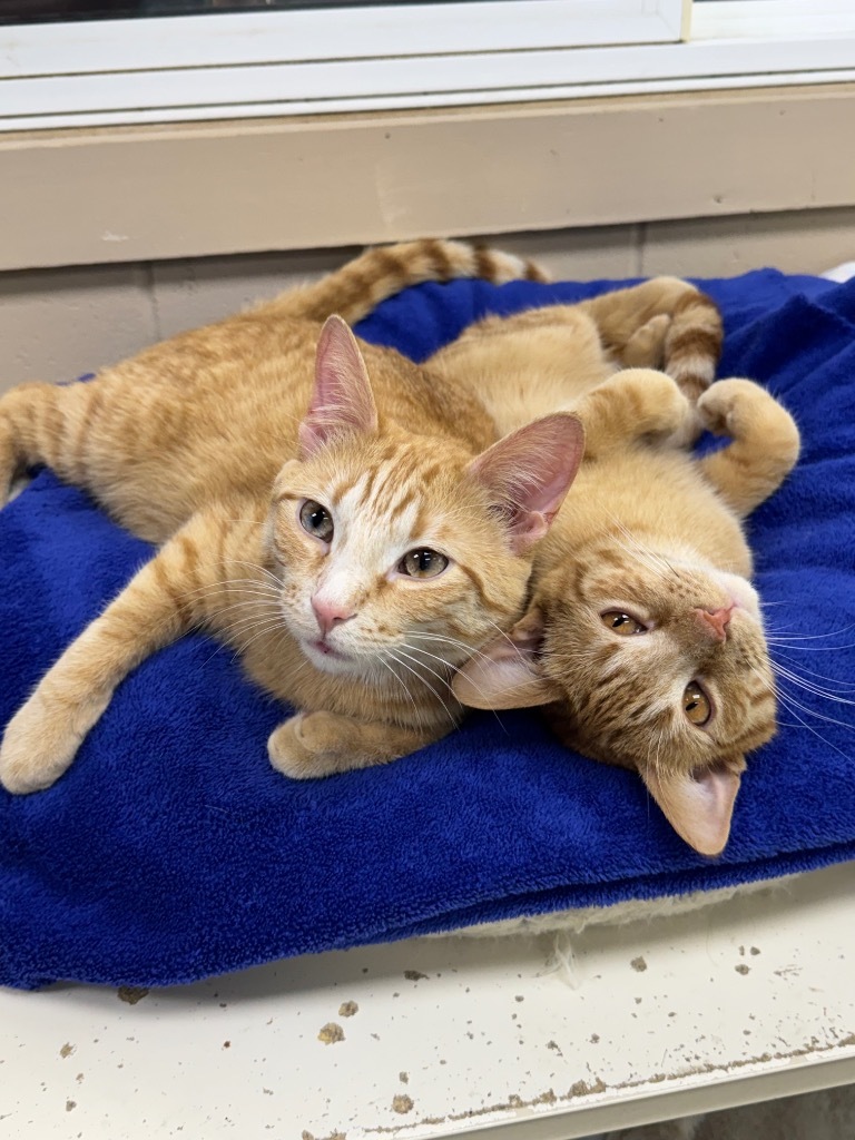 Simba / Pumbaa